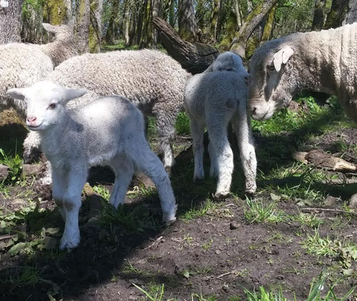 teeswater lambs and sheep