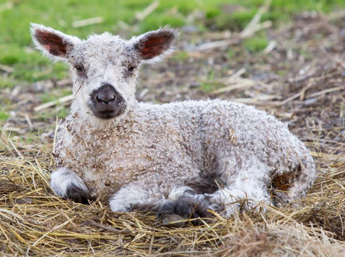 teeswater lambs and sheep