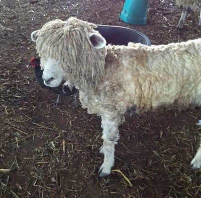 teeswater lambs and sheep