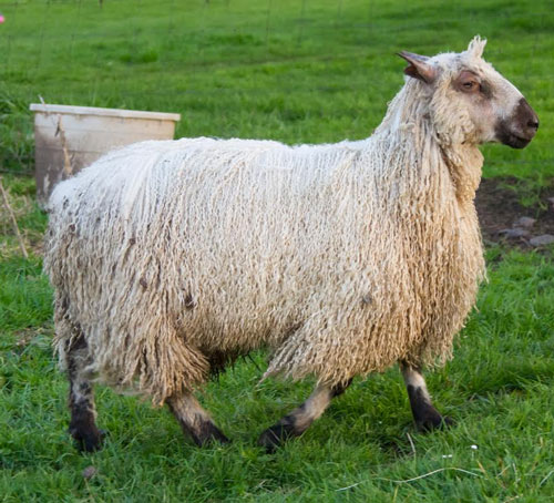 Teeswater Sheep Ram